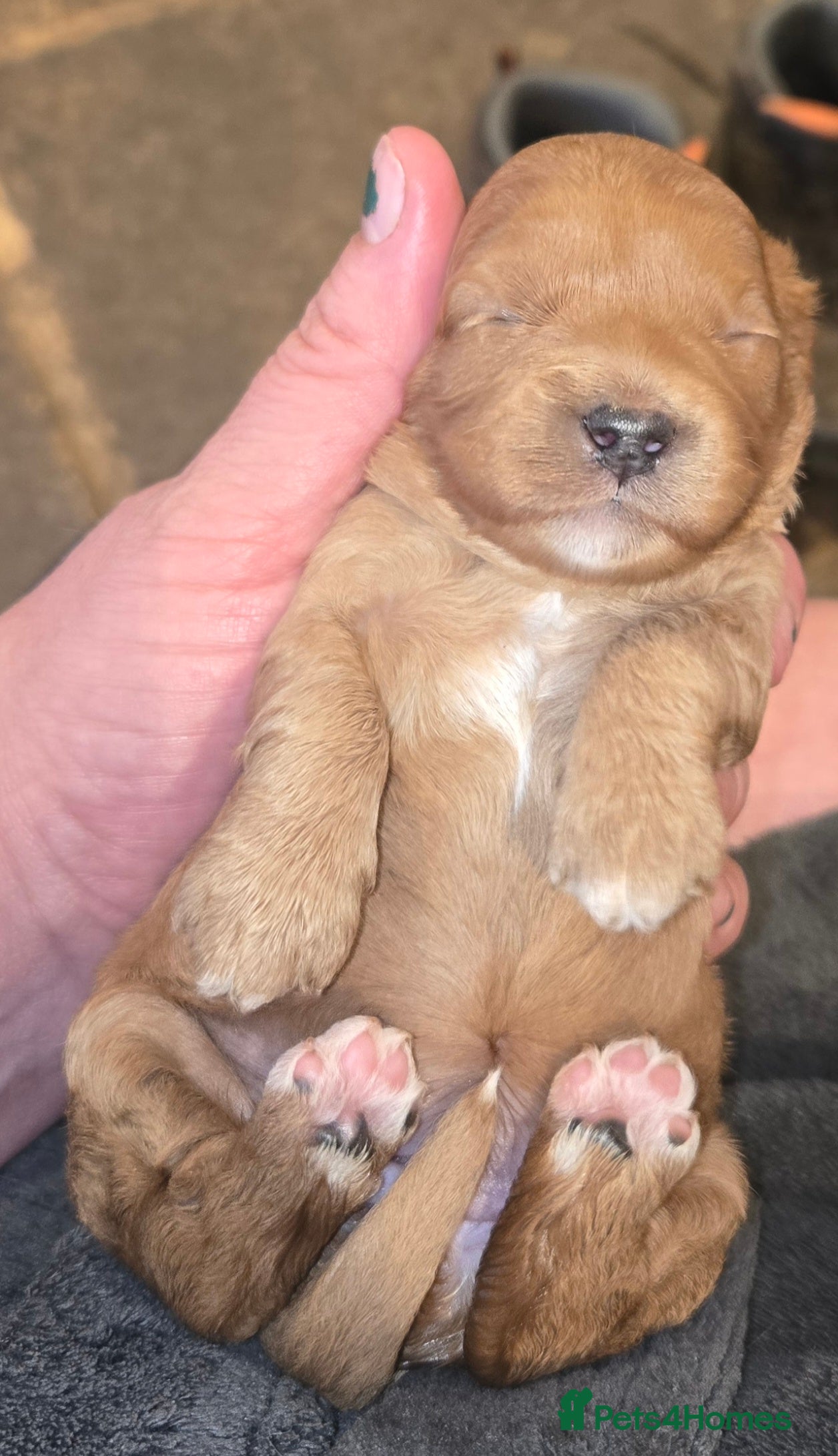 Cavapoo dogs F1 fully health tested cavapoo puppies!  - Advert 1