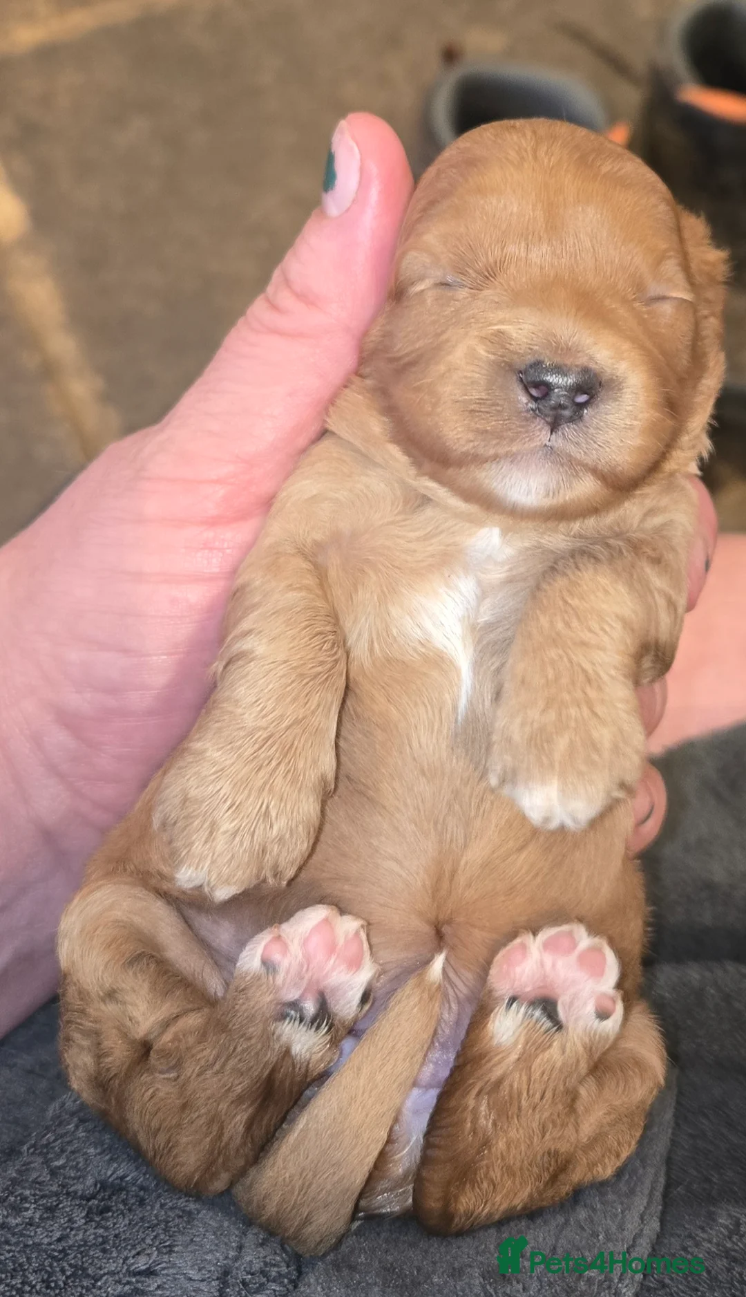 Cavapoo dogs for sale: F1 fully health tested cavapoo puppies!  - Advert 1