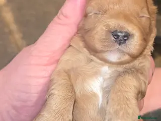 Cavapoo dogs F1 fully health tested cavapoo puppies! - Advert 1