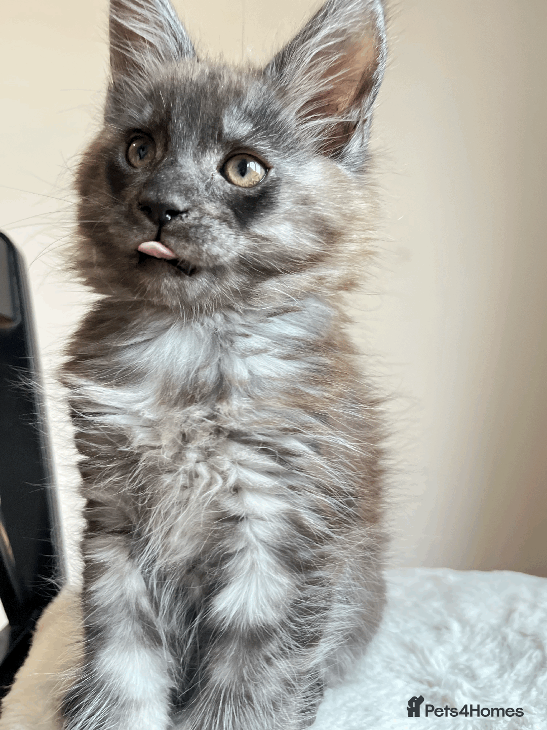 Maine Coon cats for sale: XXL CHAMPION RUSSIAN LINE.MAINE COON KITTENS - Advert 31