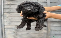 Miniature Poodle dogs for sale: Miniature poodles - Image 10