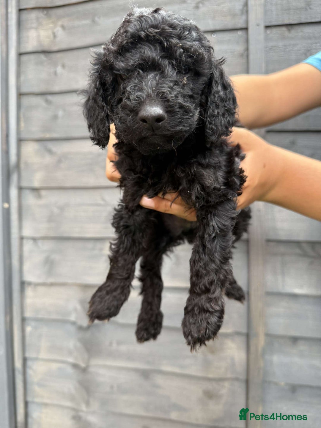 Miniature Poodle dogs for sale: Miniature poodles - Image 10