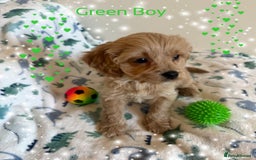 Cavapoo dogs for sale: ✨Ready Now🐾Exceptional Cavapoo Puppies🐾 - Image 4