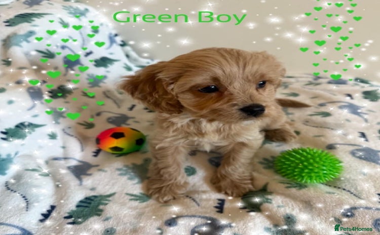 Cavapoo dogs - Advert 11