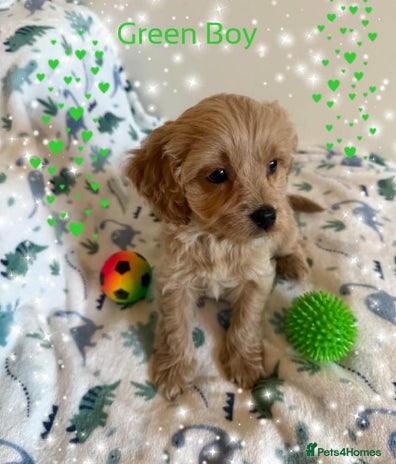 Cavapoo dogs - Advert 11