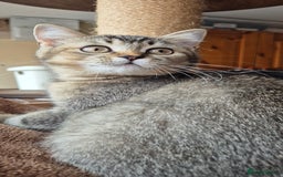 Scottish Fold cats for sale: 2 boys left! TICA registered Scottish Fold - Image 32
