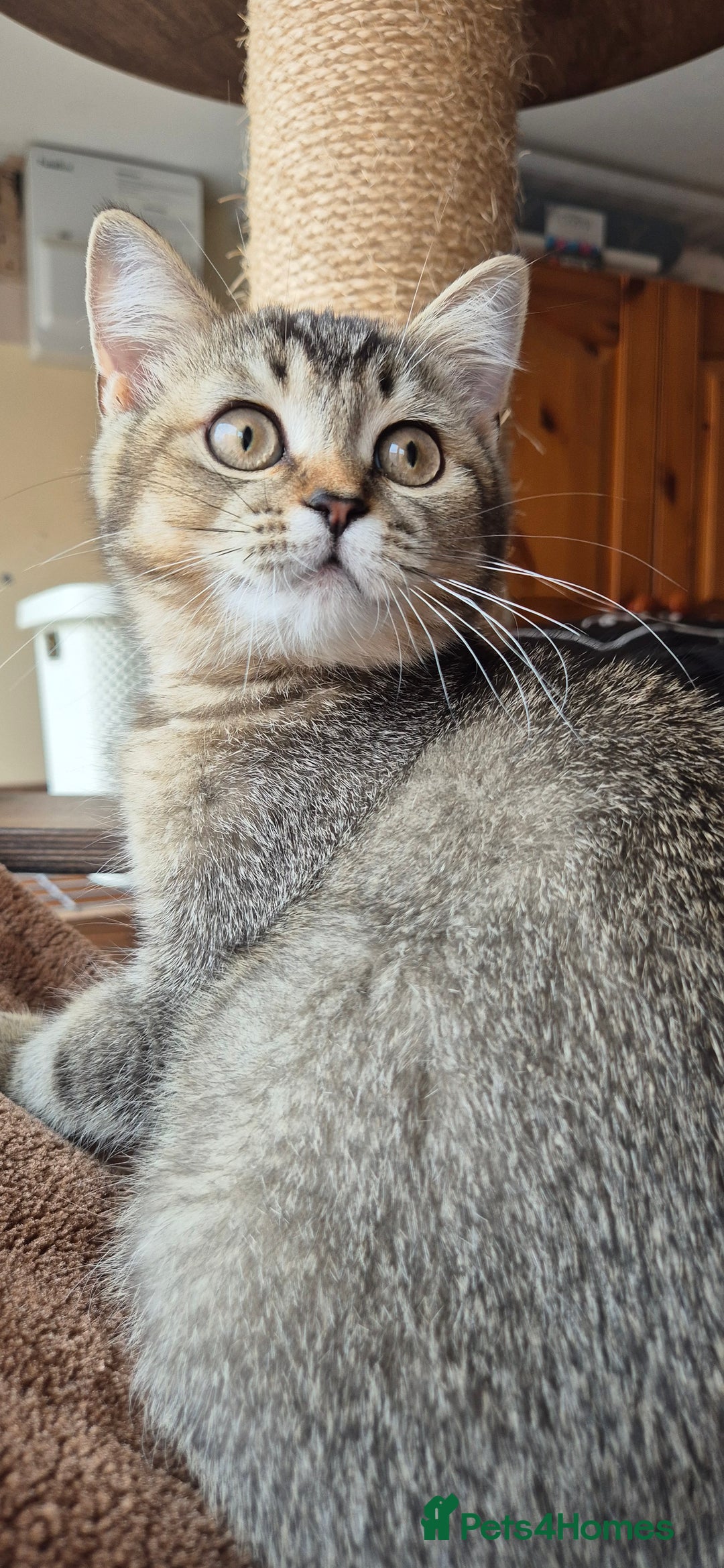 Scottish Fold cats for sale: 2 boys left! TICA registered Scottish Fold - Image 32