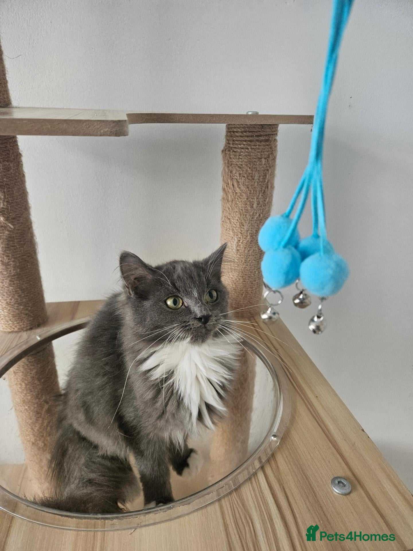Ragdoll cats Last Tica Cherubim Boy HCM and PKD Certyficate!!! - Advert 1