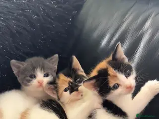 Mixed Breed cats Very playfull Fluffy kittens - Advert 5