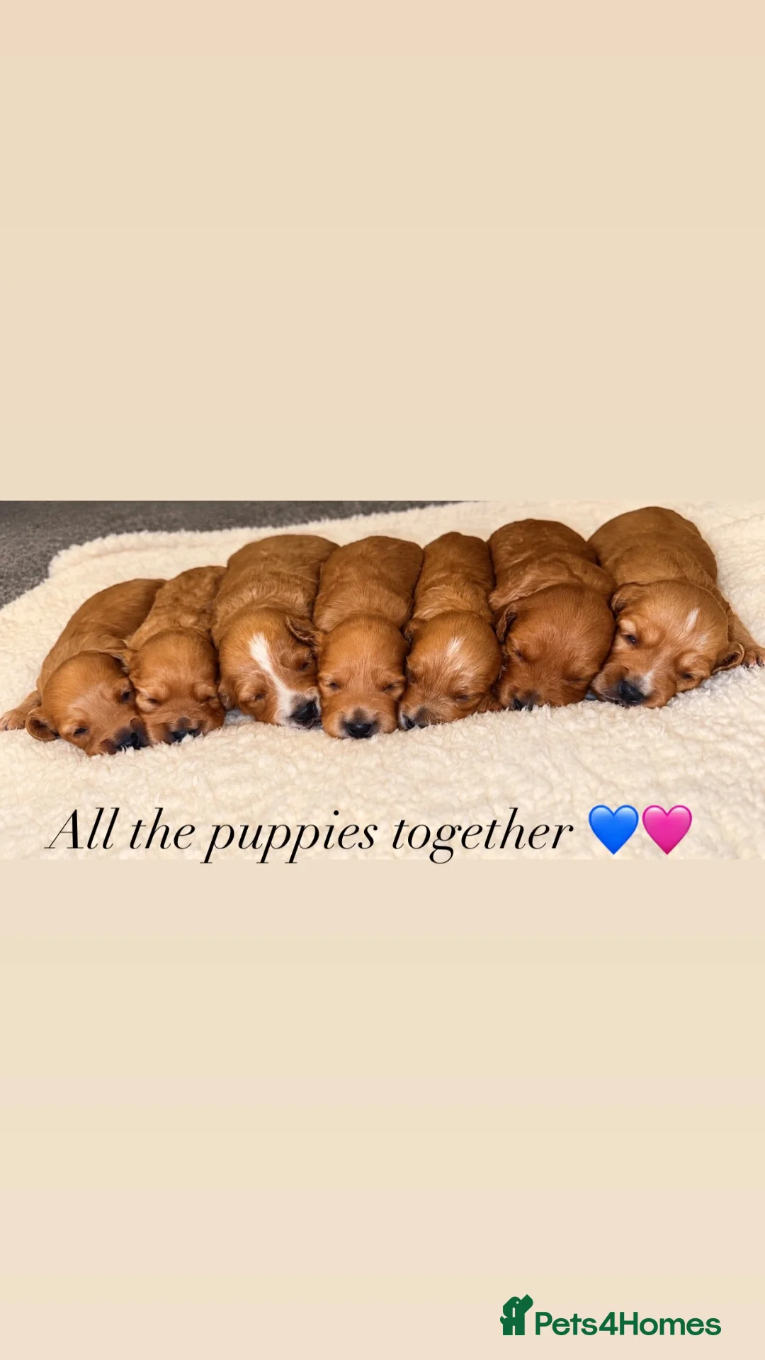 Cockapoo dogs for sale: 🌟 Stunning red & apricot cockapoo puppies 🌟 in Leatherhead - Advert 1