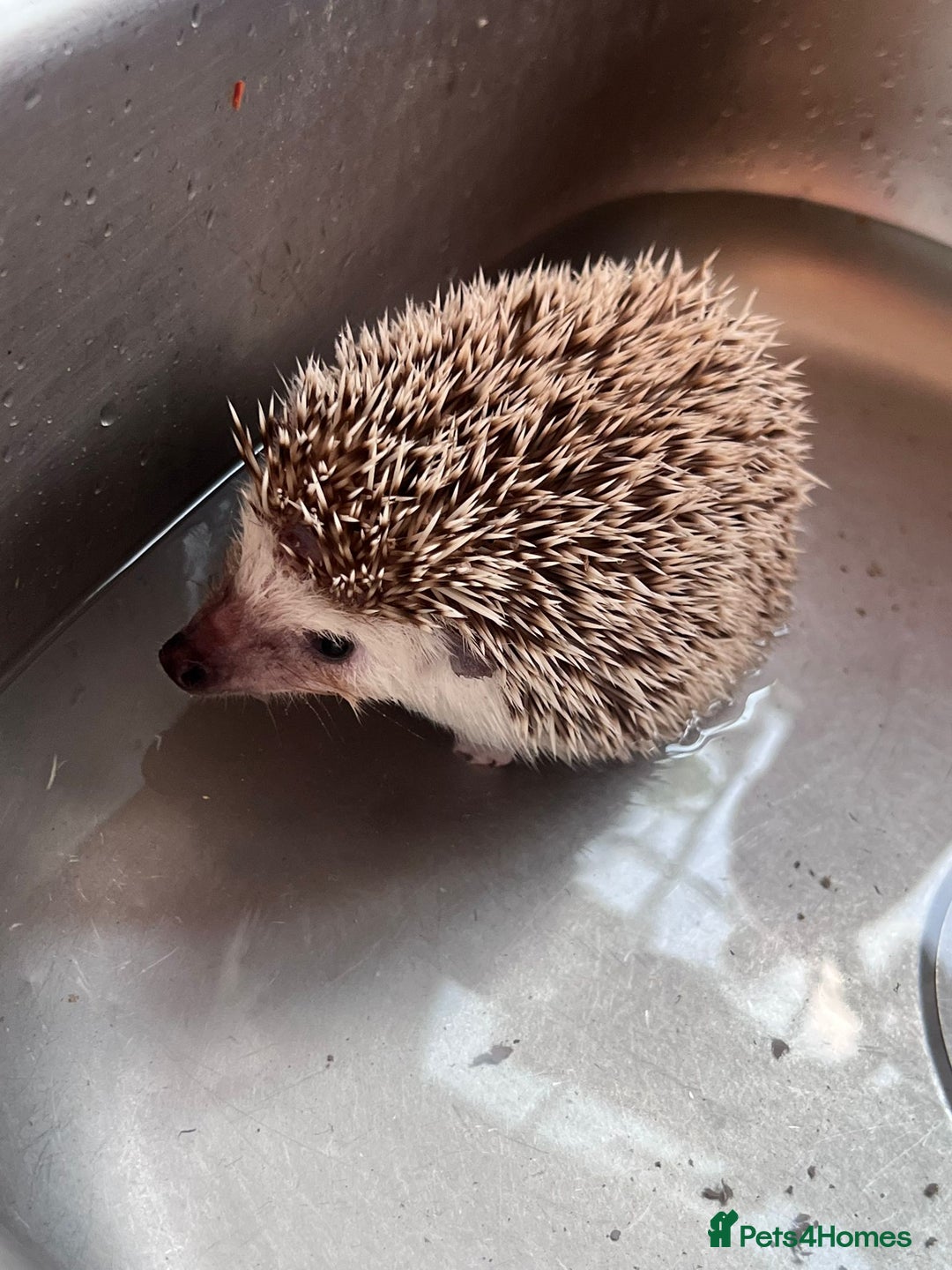 Pygmy Hedgehog rodents for sale: Last stunning female african pygmy hedgehog - Advert 1