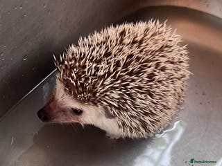 Pygmy Hedgehog rodents Last stunning female african pygmy hedgehog - Advert 3