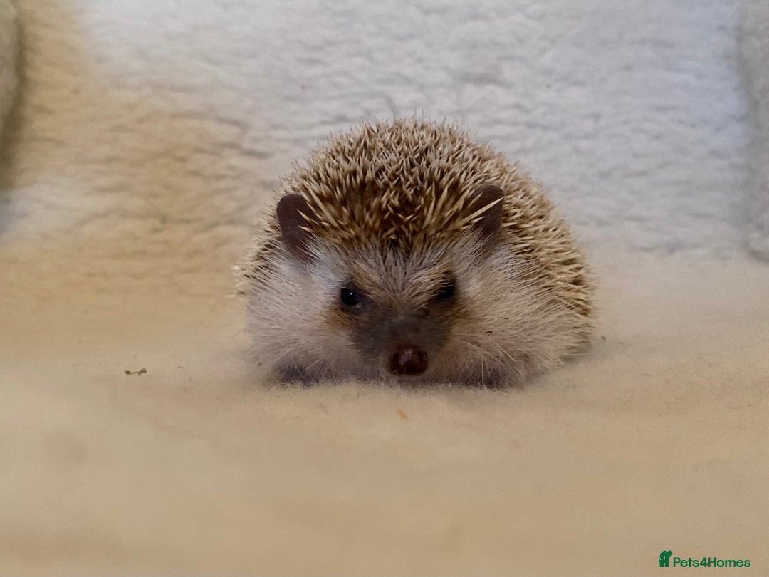 Pygmy Hedgehog rodents for sale: Proven APH female for sale.  - Advert 3