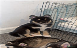 Pomsky dogs for sale: Family-Raised Pomsky Pups - Advert 34