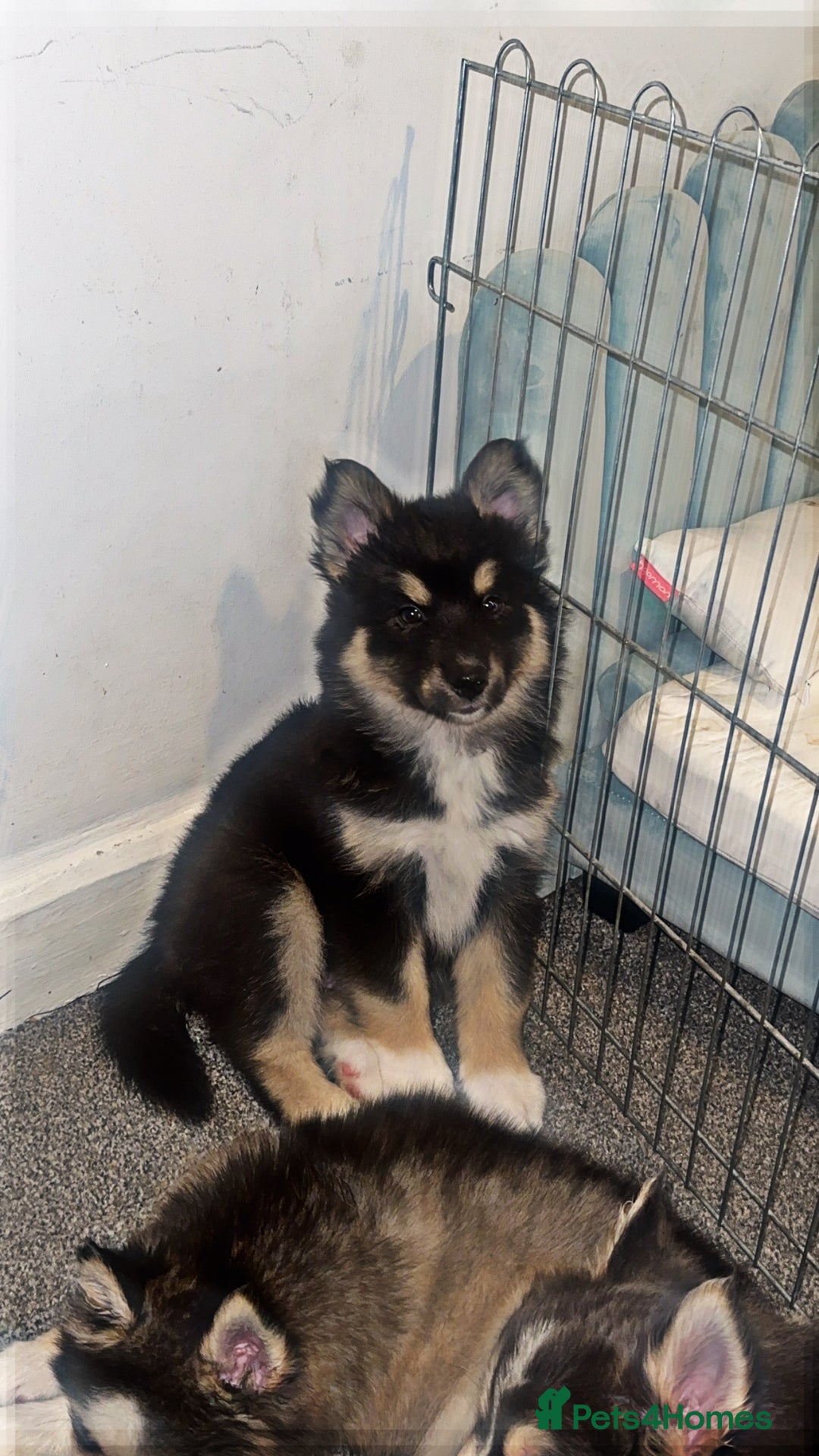 Pomsky dogs for sale: Family-Raised Pomsky Pups - Advert 34