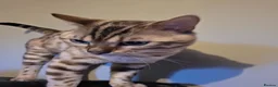 Bengal cats for sale: Bengal - Advert 5