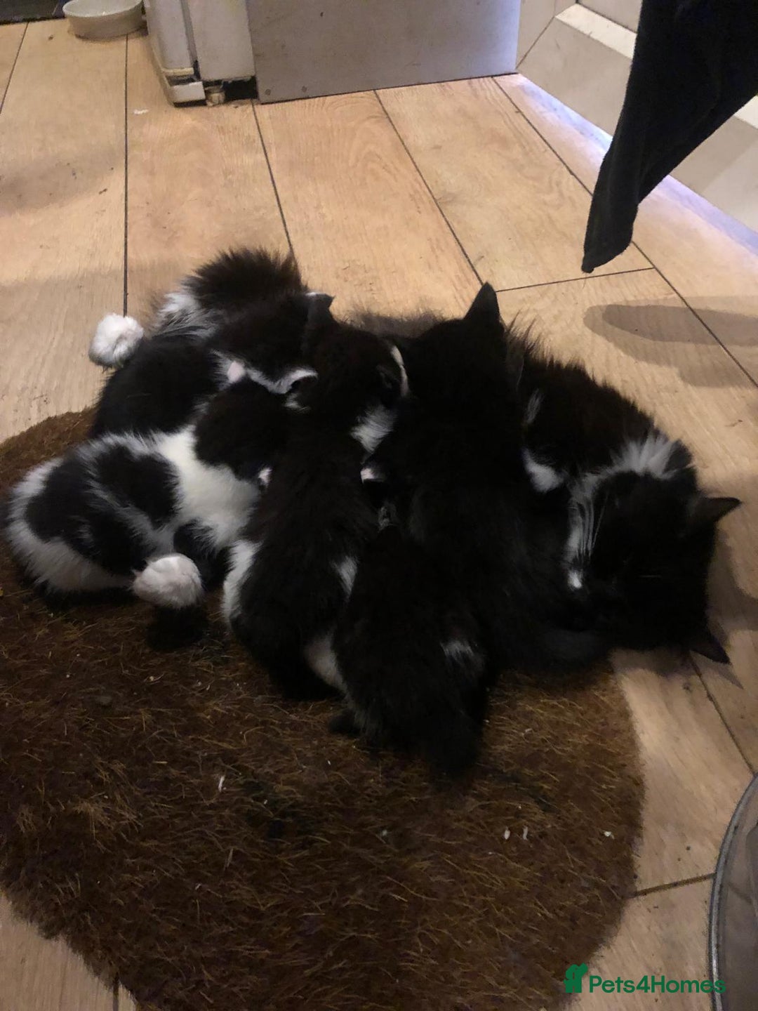 Mixed Breed cats for sale: 5x kittens  - Image 6