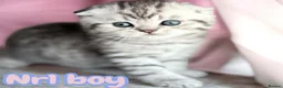 Scottish Fold cats for sale: 4 Pedigree Scottish Fold/Straight Kittens - Advert 16
