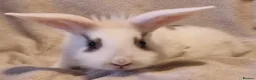 Mixed Breed rabbits for sale: Approximately 10 week old Baby Boy Bunnies - Advert 6