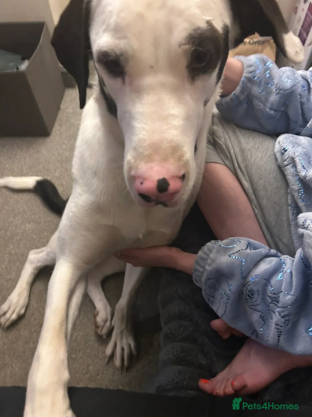 Mixed Breed dogs for sale: Athena  - Advert 8