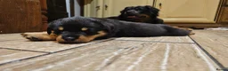 Rottweiler dogs for sale: Strong working line Rottweiler pups for sale in Dartford - Advert 29