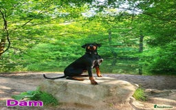 Dobermann dogs for sale: Gorgeous KC Dobermann Puppies  - Image 13