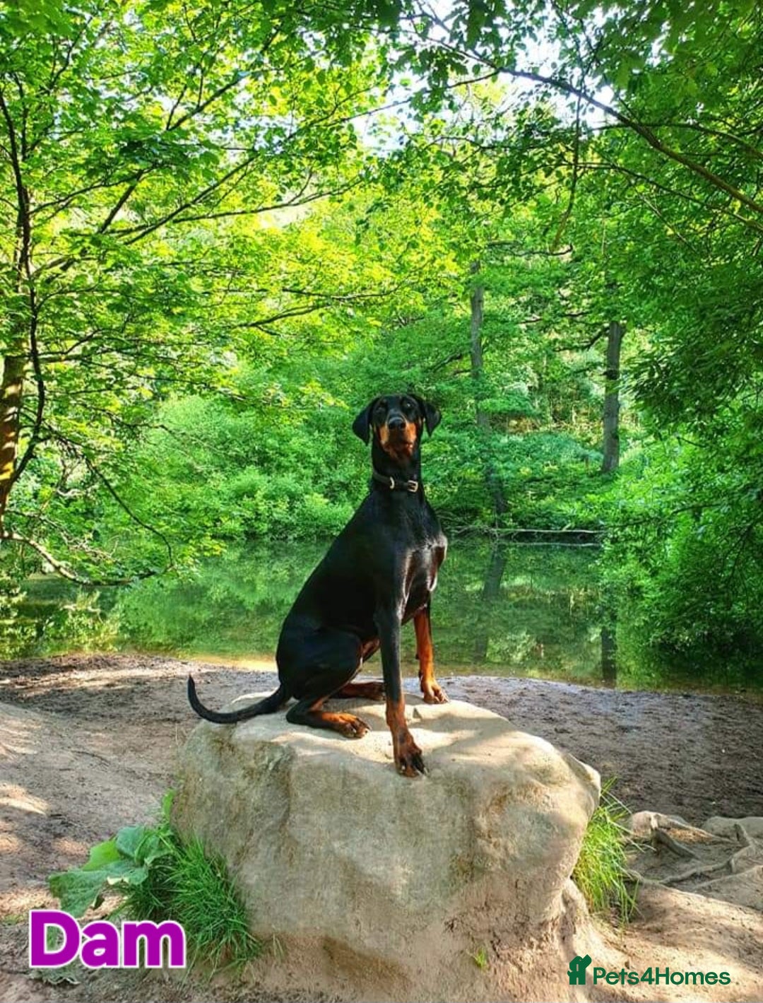 Dobermann dogs for sale: Gorgeous KC Dobermann Puppies  - Image 13