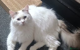 Ragdoll cats for sale: 3 quarters RAGDOLL KITTENS FOR SALE £150 - Image 5