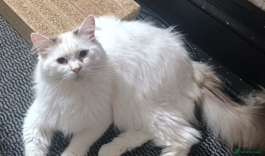 Ragdoll cats for sale: 3 quarters RAGDOLL KITTENS FOR SALE £150 - Image 5