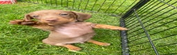 Miniature Dachshund dogs for stud: Kc, pra clear Miniature smooth dachshund. in King's Lynn - Advert 12