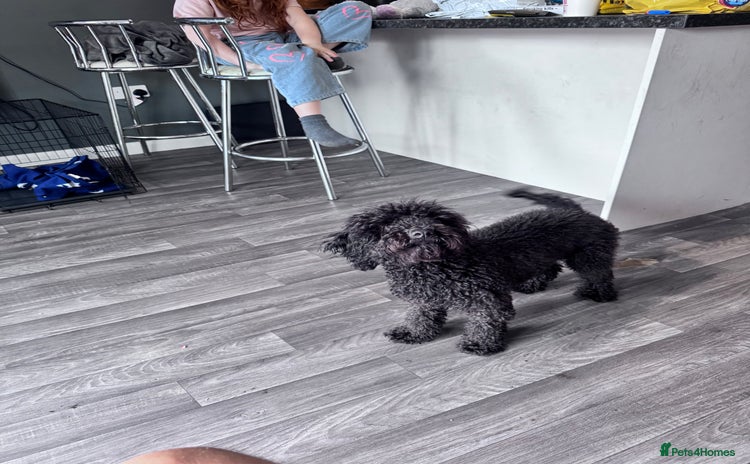 Cockapoo dogs - Advert 11