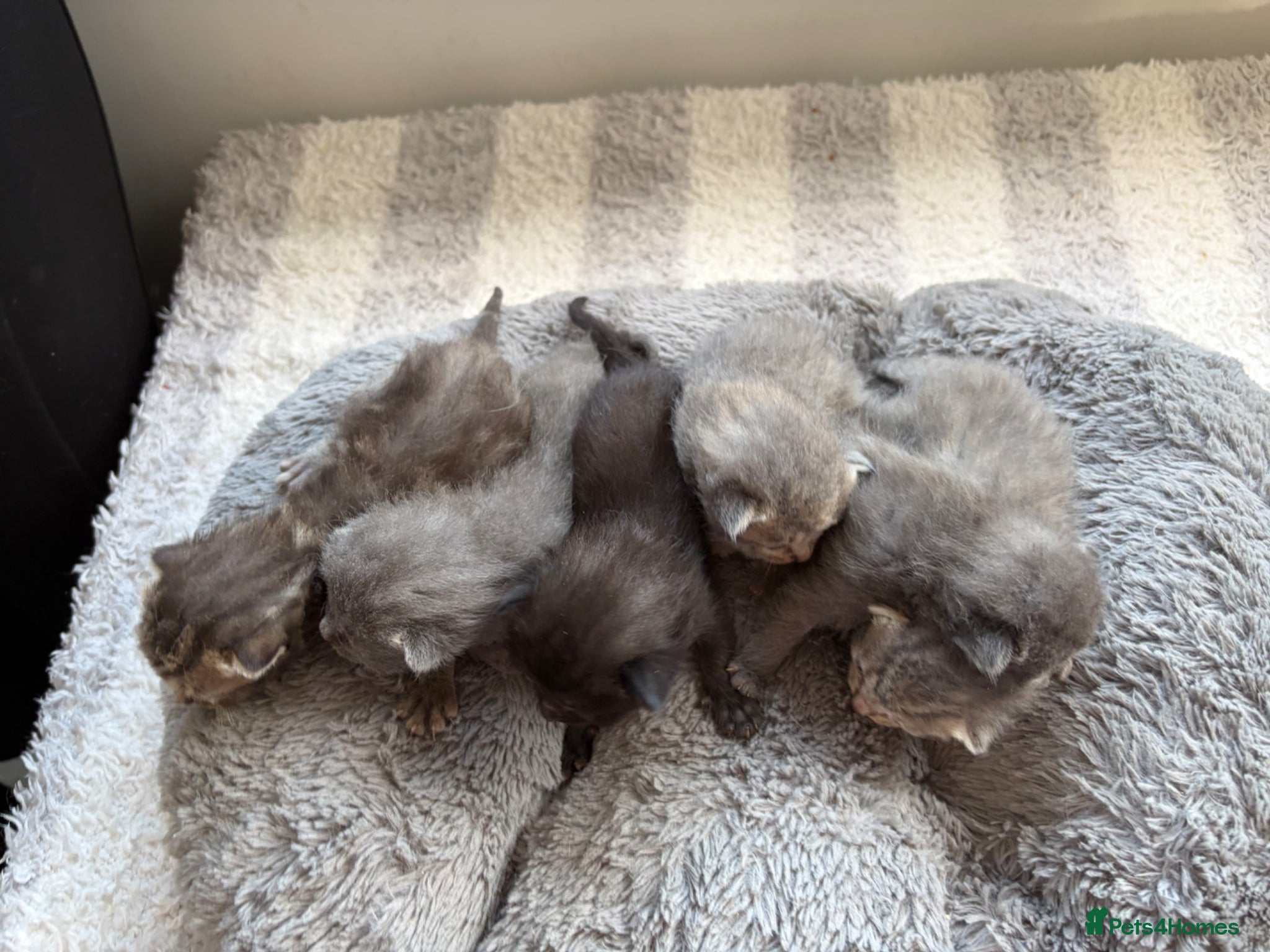 Mixed Breed cats Beautiful silver, grey, tabby and black kitten - Advert 5
