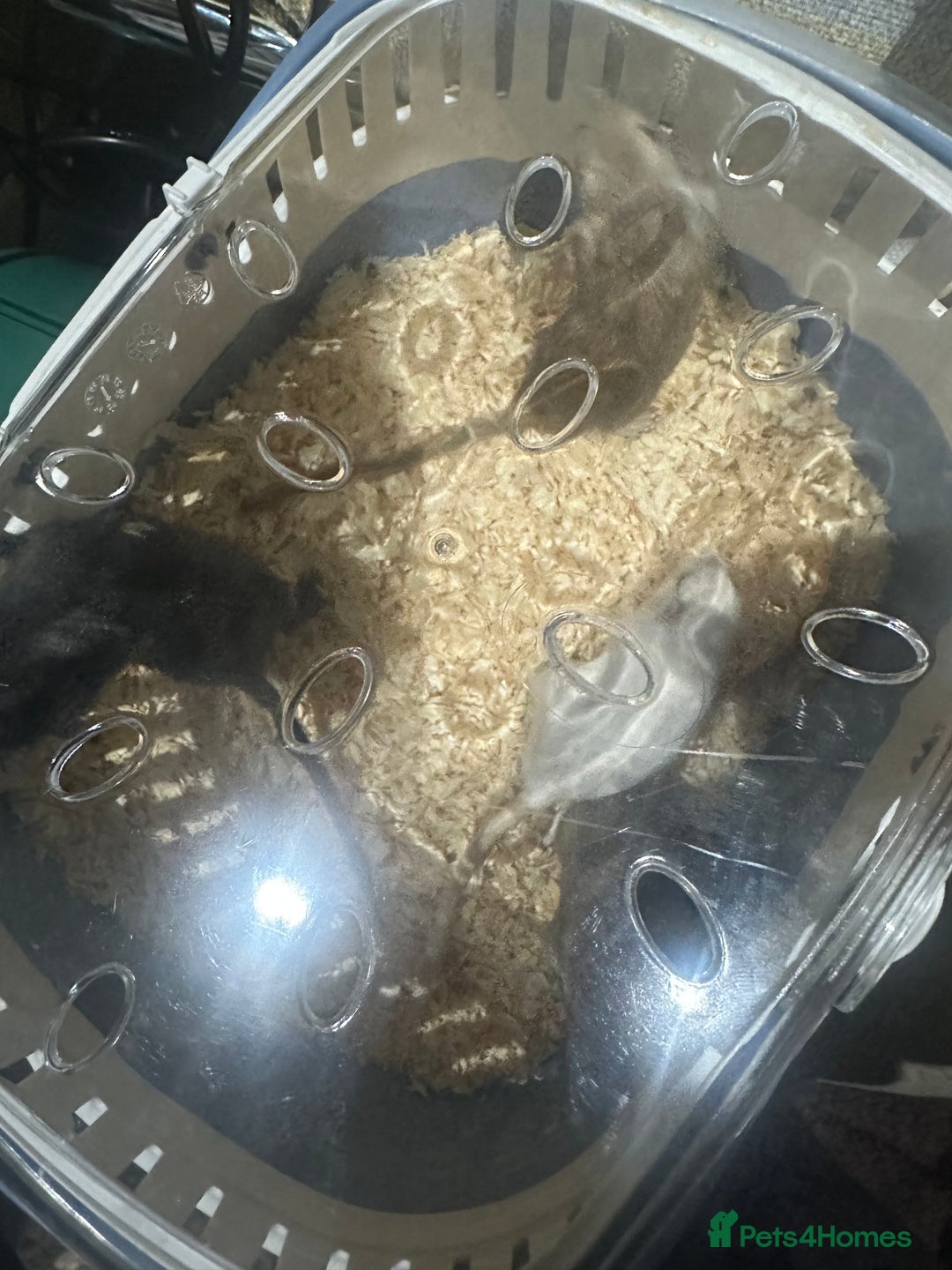 Gerbil rodents for sale: 4 gerbils only selling as group cannot be separate - Advert 2