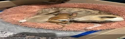 Mixed Breed dogs for sale: Italian Greyhound x Whiggy puppies - Advert 10