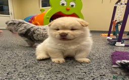 Mixed Breed dogs for sale: Genuine Chowski puppies  - Image 8