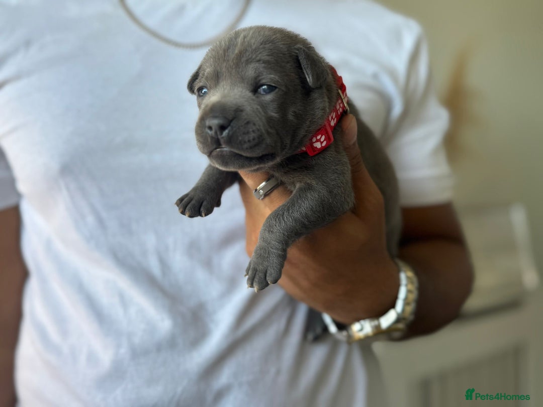 Staffordshire Bull Terrier dogs for sale: 😍😍 BEAUTIFUL & CHUNKY BLUES💙 - Image 7