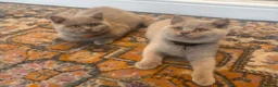British Shorthair cats for sale: ONLY 2 LEFT Gorgeous BSH Kittens Leo&Zues - Advert 14