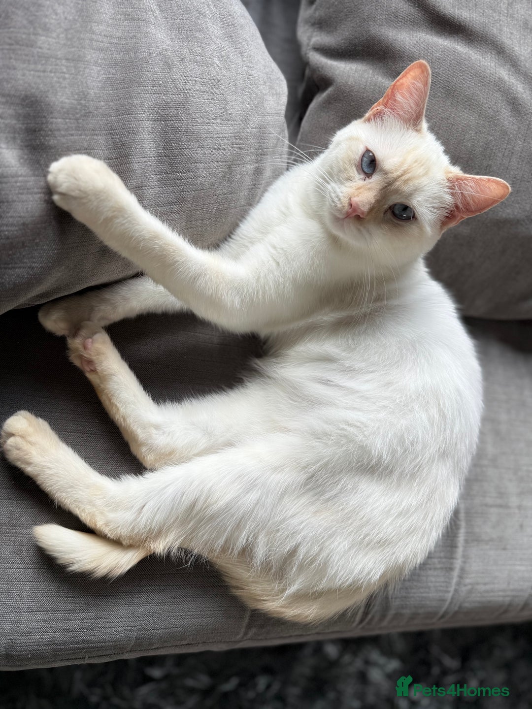 British Shorthair cats for sale: 2 Male British shorthairs. - Image 8
