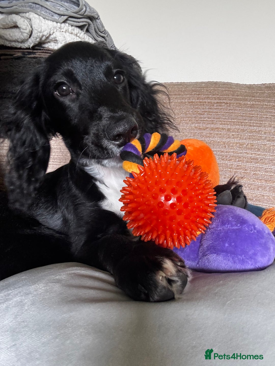 Mixed Breed dogs for sale: Cockapoo X Springer Spaniel 🤎🐶 - Image 5