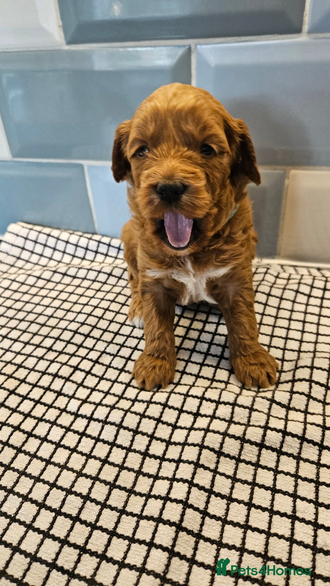 Cockapoo dogs for sale: Beautiful PRA F1B puppies - Image 30