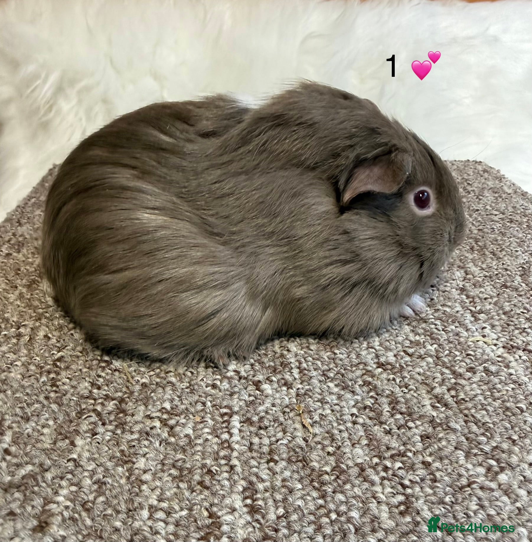 Guinea Pig rodents Funkie Sow & Boar Guinea Pigs - Advert 2