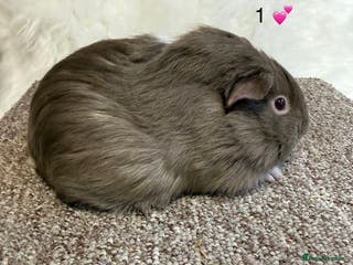 Guinea Pig rodents Funkie Sow & Boar Guinea Pigs - Advert 2