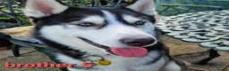 Siberian Husky dogs for stud: Siberian Husky - produces large litters in Cheltenham - Advert 14