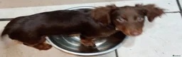 Dachshund dogs for sale: 3 beautiful dachshund for sale  - Advert 3