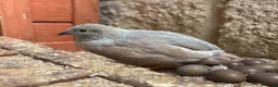Quail poultry for sale: Male Chinese Painted (button) quail in Malmesbury - Advert 3