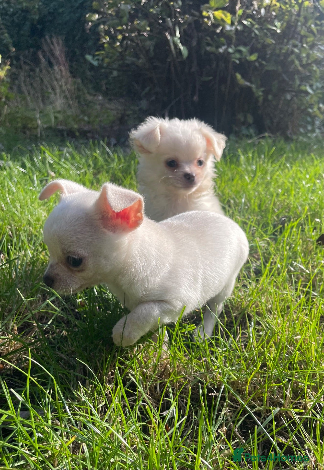 Chihuahua dogs  2 brilliant boys. Adventurous, affectionate, fun. - Advert 1