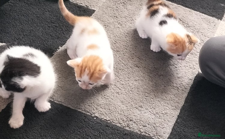 Mixed Breed cats - Advert 2
