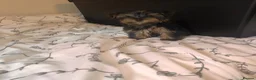 Yorkshire Terrier dogs for sale: Yorkshire terrier puppies  - Advert 9