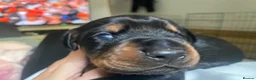 Dobermann dogs for sale: Doberman puppies - Advert 6