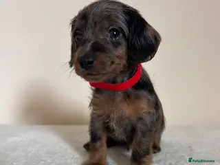 Doxiepoo dogs Doxiepoo puppies Ready this weekend - Advert 5